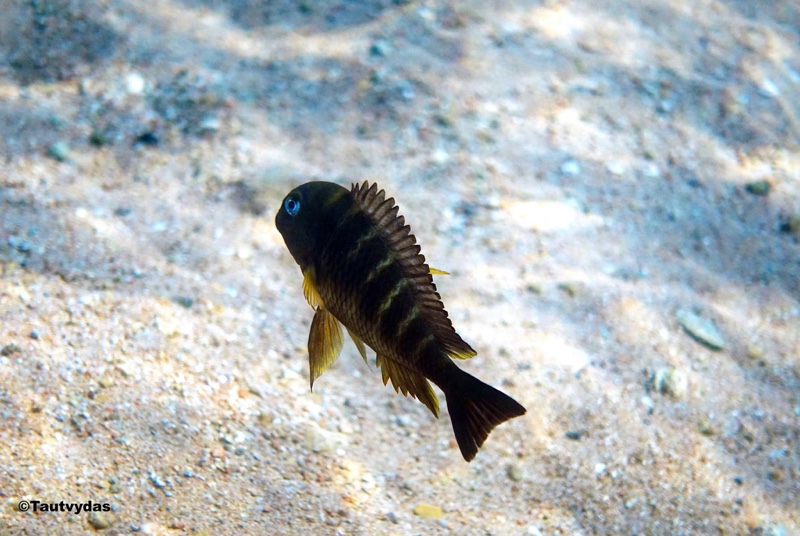 Tropheus sp. 'kipili' Kipili
